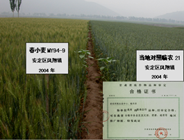 优质抗锈春小麦MY94-9引育及示范